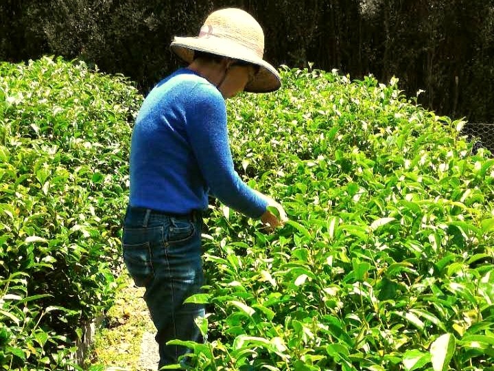 Tea Making Experience
